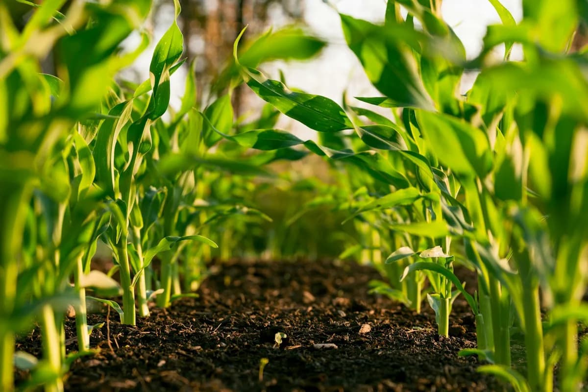 Jeunes plants de maïs en contre-jour dans un sol sombre